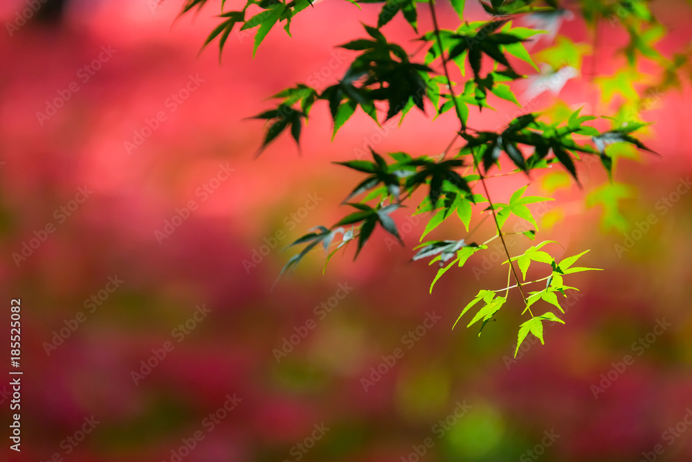 曼珠沙華と楓 曼珠沙華と楓