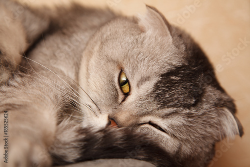 Grey tabby cat sleeping