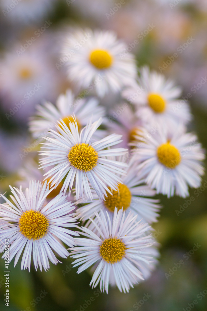 chamomile chamomile