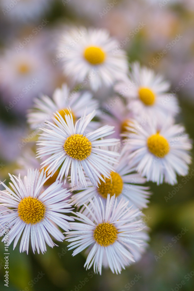 chamomile