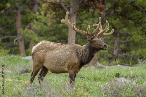 Bull Elk - Full sideview of a Bull Elk  with velvet covered antlers  in a Spring pine forest at Rocky Mountain National Park  Estes Park Colorado  USA.