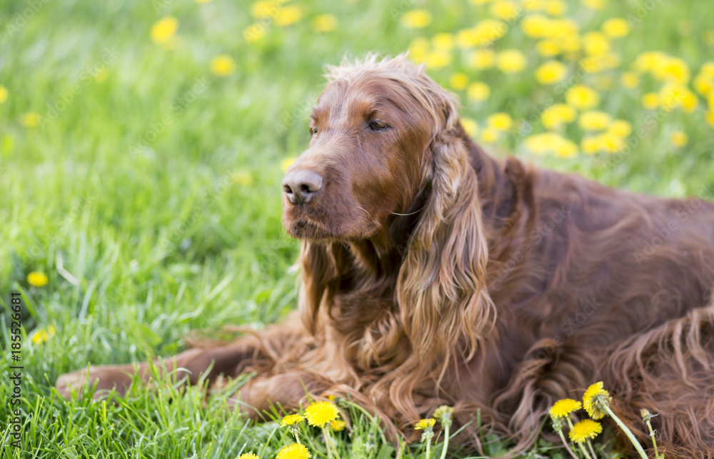 Cute sleepy dog lying in the grass with dandelion flowers Cute sleepy dog lying in the grass with dandelion flowers