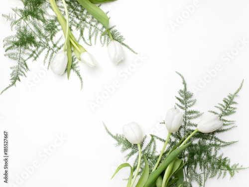 White Tulips on white background. Top view