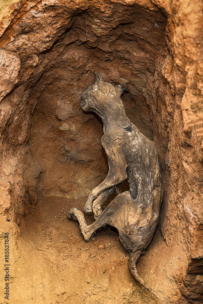 Naklejka premium mummified cats