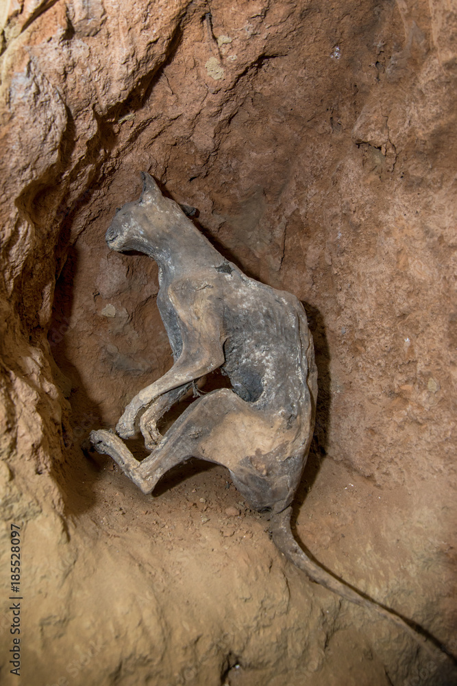 Naklejka premium mummified cats