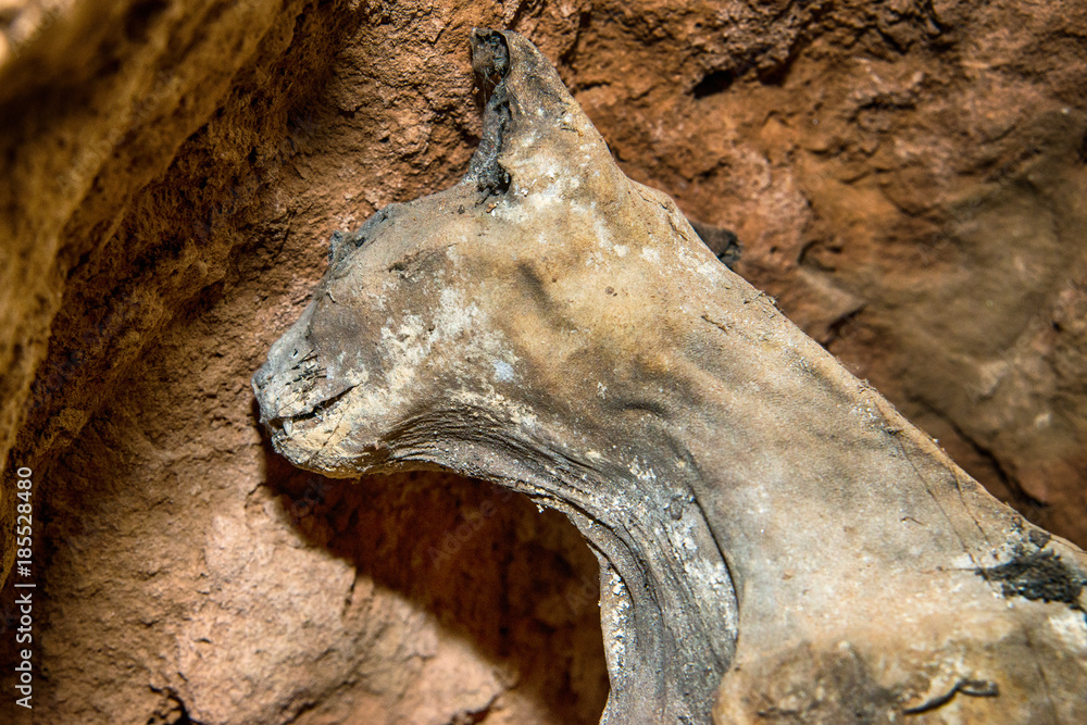 Naklejka premium mummified cats