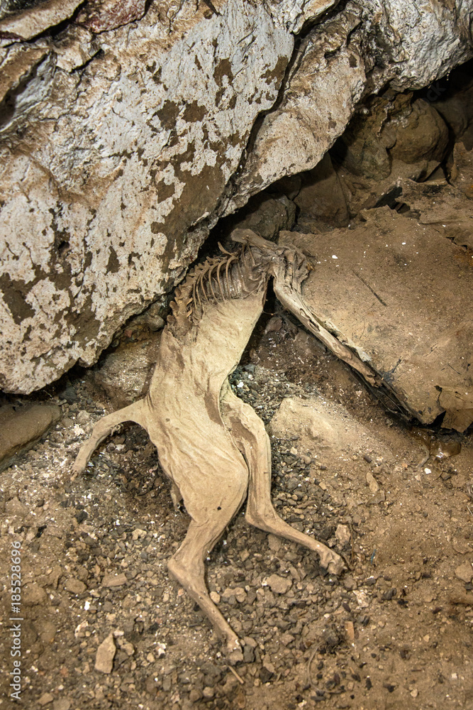 Naklejka premium mummified cats