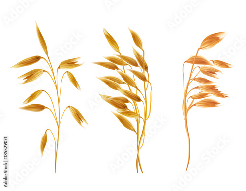 Realistic oat ears with grains set. Detailed cereal plants, agriculture industry organic crop products for oat groats flakes, oatmeal packaging design. Vector isolated illustration, white background photo