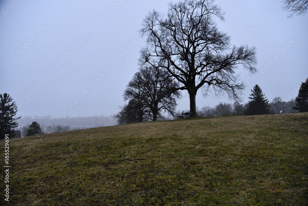 landschaft, baum, natur, gras, wiese, winter, nebel, himmel, grau, ausserhalb, land, spaziergang, green ast, holz, neblig, trüb, kalt, silhouetten, deutschland, europa, anreisen, wandern, bäuerlich, g landschaft, baum, natur, gras, wiese, winter, nebel, himmel, grau, ausserhalb, land, spaziergang, green ast, holz, neblig, trüb, kalt, silhouetten, deutschland, europa, anreisen, wandern, bäuerlich, g