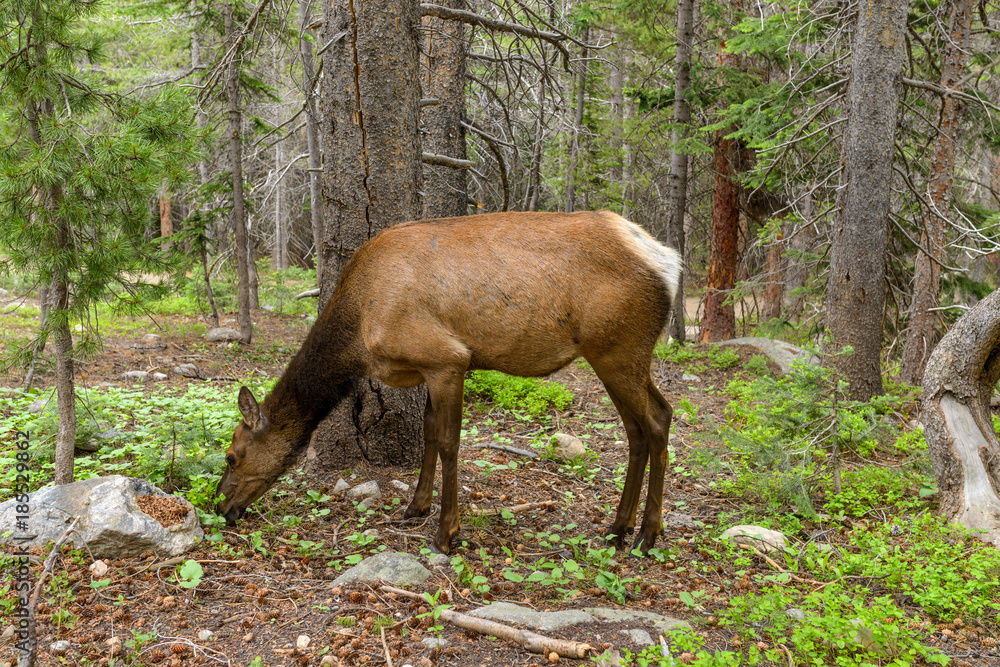 Elk In Forest - A young elk feeding in a dense evergreen forest, Rocky Mountain National Park, Colorado, USA. Elk In Forest - A young elk feeding in a dense evergreen forest, Rocky Mountain National Park, Colorado, USA.