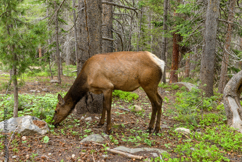 Elk In Forest - A young elk feeding in a dense evergreen forest  Rocky Mountain National Park  Colorado  USA.