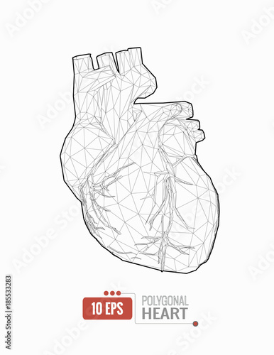 Low poly human heart wireframe graphic illustration on white BG