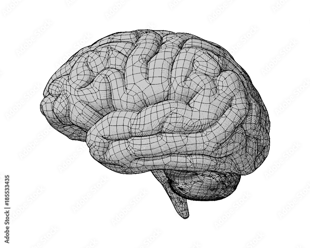 Fototapeta premium Monochrome brain illustration on white BG