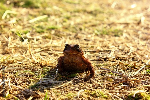 Mr. Toad © Rachael