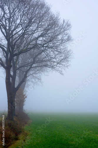 An early morning foggy view of this agraric field with trees and grass and soil