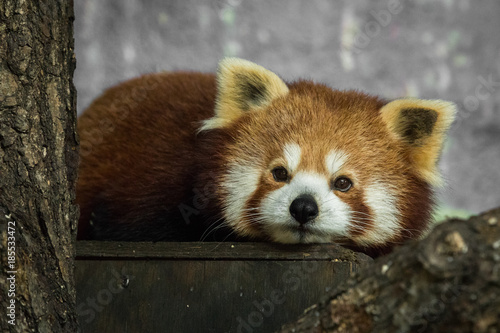 Red panda, Ailurus fulgens, resting inside photo