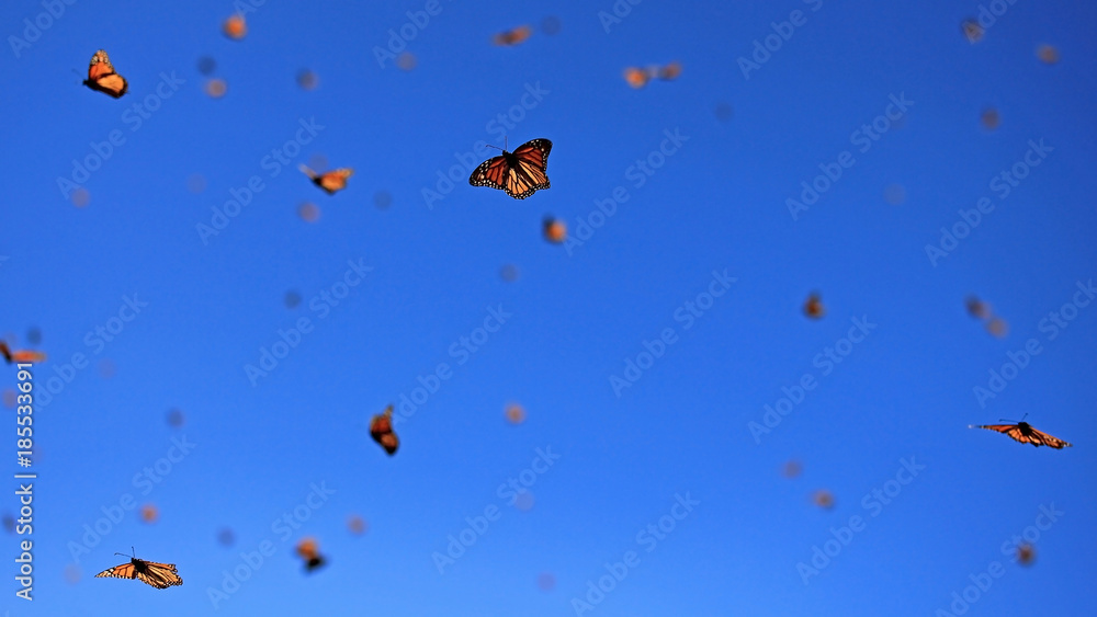 Millions of Monarch Butterflies, Michoacan, Mexico Millions of Monarch Butterflies, Michoacan, Mexico
