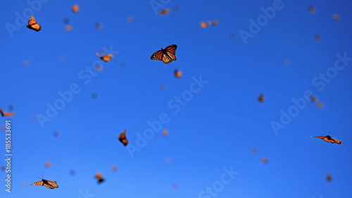 Canvas Print Millions of Monarch Butterflies, Michoacan, Mexico