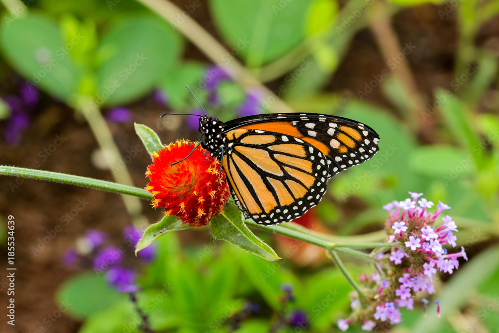 Obraz premium Monarch Butterfly in Garden - A colorful monarch butterfly feeding on a bright red flower in a summer garden.
