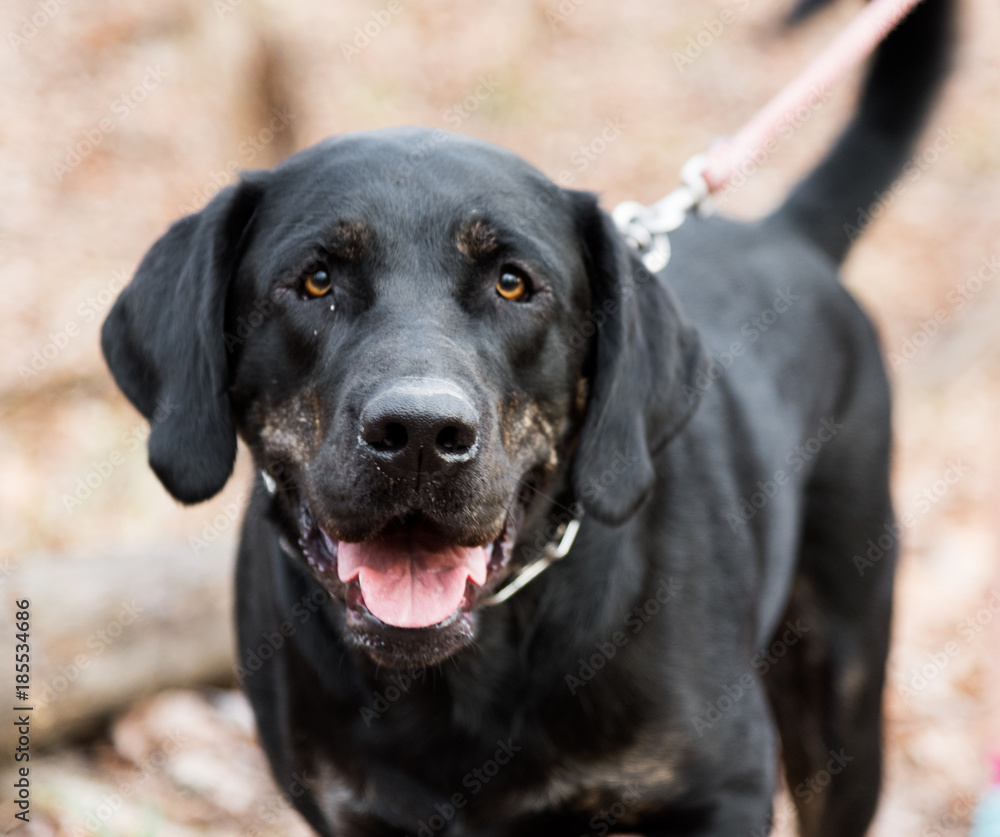 Black Labrador