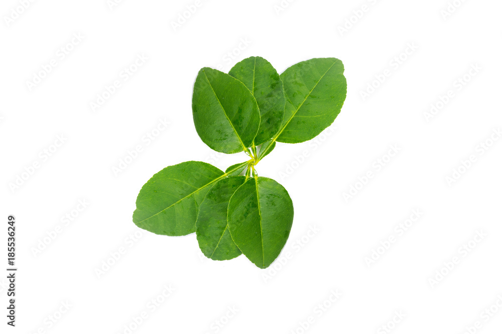 Fresh lime leaf isolated on white background.Orange Leaves.Kaffir leaf. Fresh lime leaf isolated on white background.Orange Leaves.Kaffir leaf.
