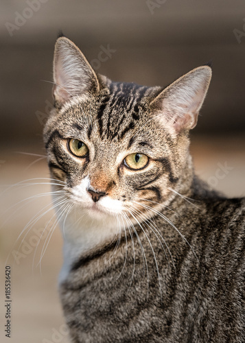 Cat portrait close up of a tabby cat © Gail