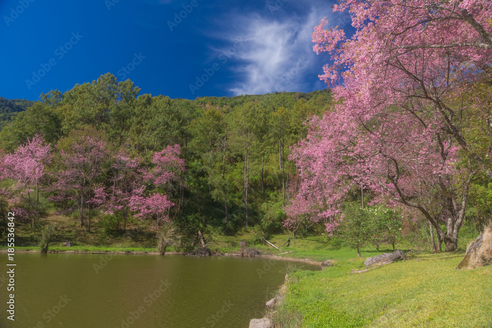 Sakura flowers blooming blossom in Chiang Mai, Thailand, nature background Sakura flowers blooming blossom in Chiang Mai, Thailand, nature background