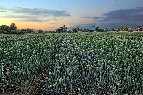 Arizona Onion Field