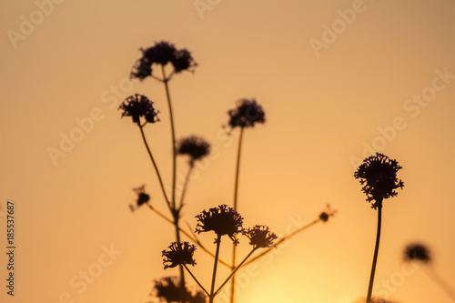 Silhouette, flower image in the evening, the sky is golden. © tapui