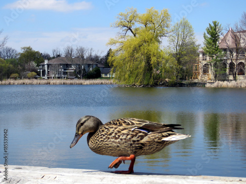 Thornhill duck walking 2017