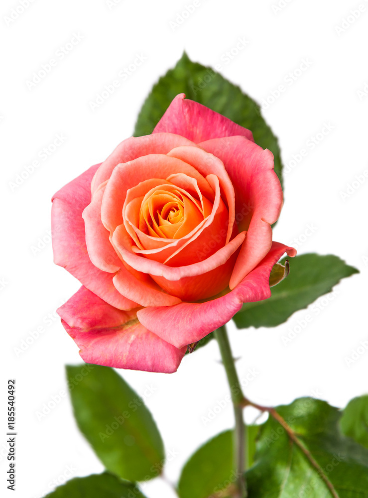 One red-orange rose isolated on white background One red-orange rose isolated on white background