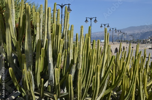 Cactus Cardones, à Puerto de la Cruz, Ténérife, Canaries