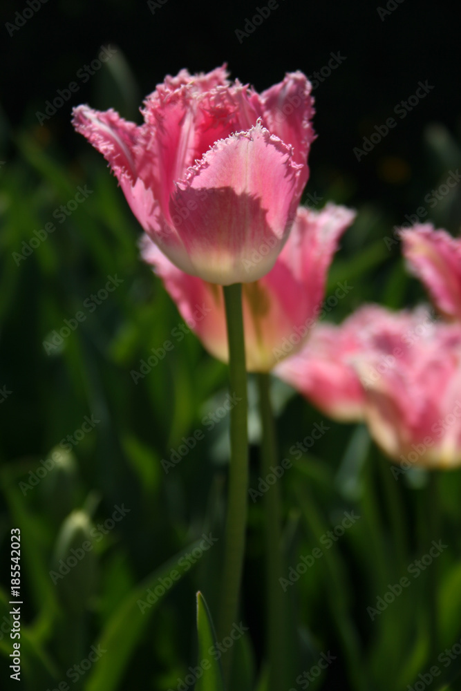 Single Long stem Pink and white fringed tulip
