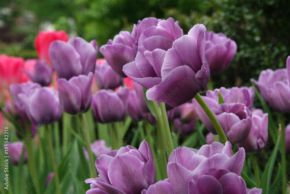 Fototapeta premium Lavender Tulips in the Garden