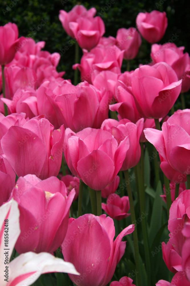 Obraz premium Różowe tulipany w ogrodzie