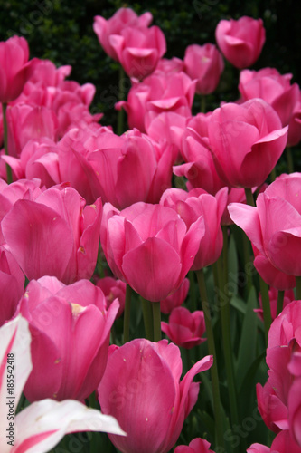 Pink Tulips in the Garden photo