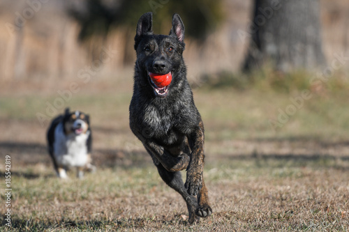 Dutch Shepherd runs with toy photo