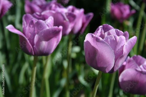 Lavender Tulips Blooming in the spring