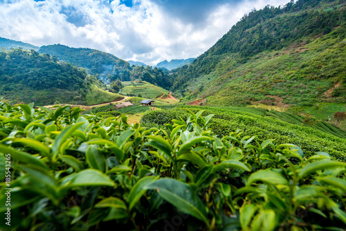 Landscape of tea plantation at Doi Angkhang Chiangmai northern Thailand