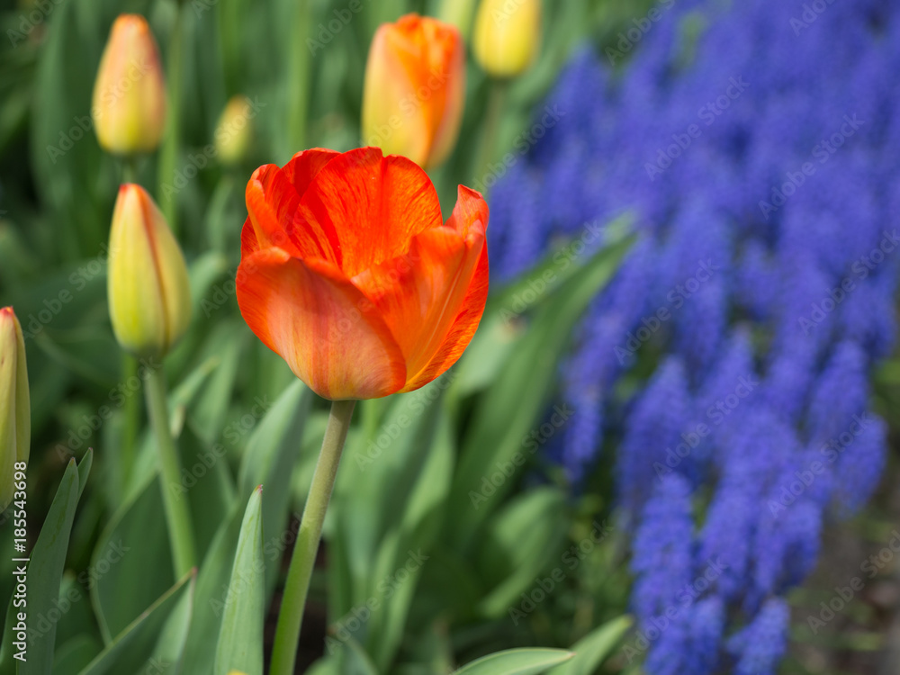 Naklejka premium An Orange and Red tulip bloomed in front of grape hyacinth