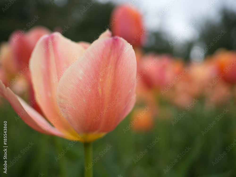 Pale peach tulip petals up close