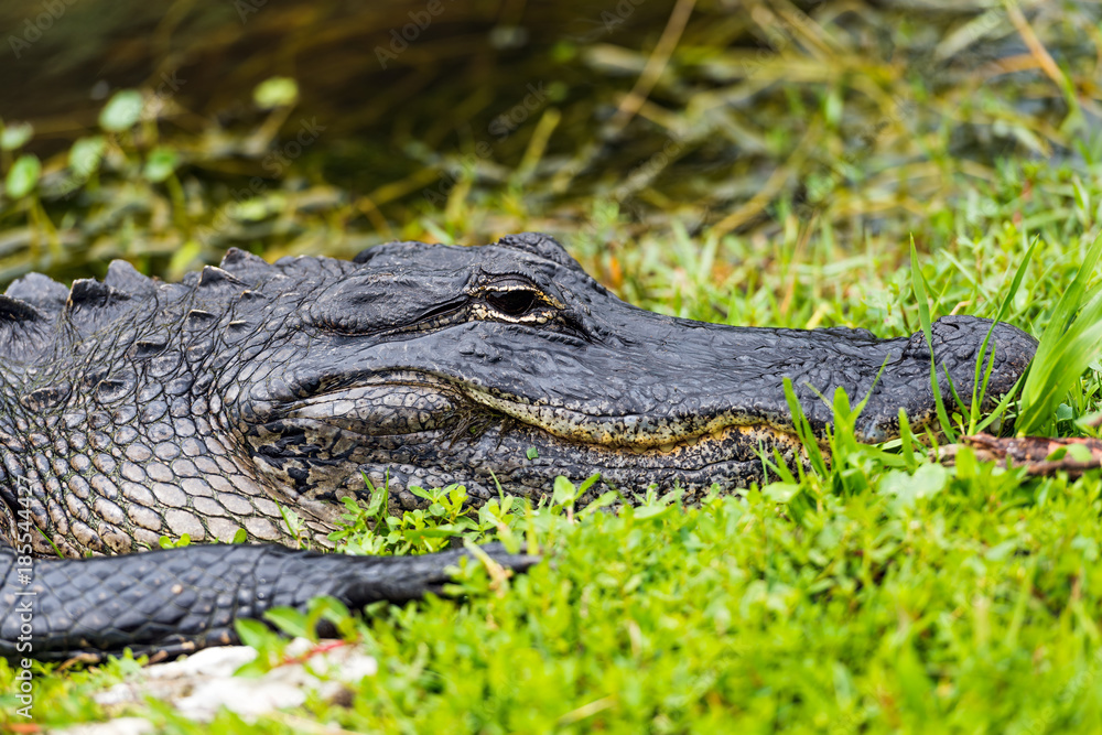 American alligator (Alligator mississippiensis) photographed in its native habitat American alligator (Alligator mississippiensis) photographed in its native habitat