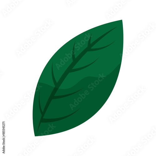 leaf single delicate icon image vector illustration design 