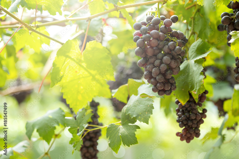 Fototapeta premium Ripe grapes in fall Ripe grapes growing at wine fields