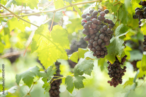 Wallpaper Mural Ripe grapes in fall Ripe grapes growing at wine fields Torontodigital.ca