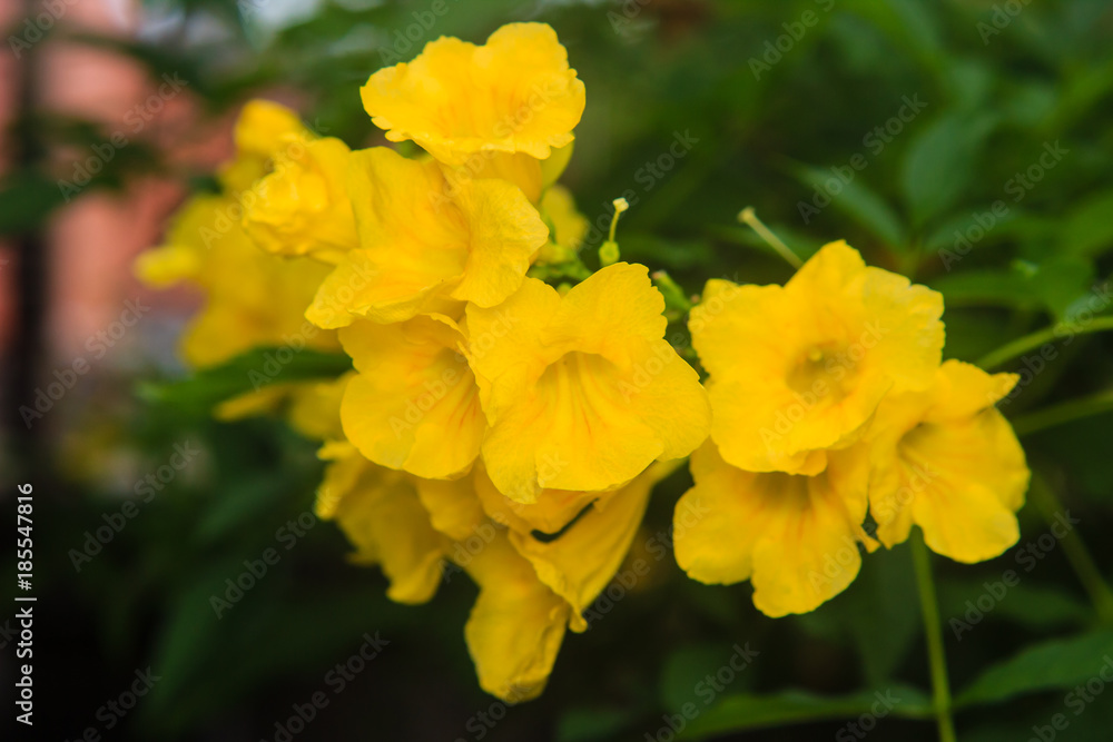 yellow flower in the sunny garden yellow flower in the sunny garden