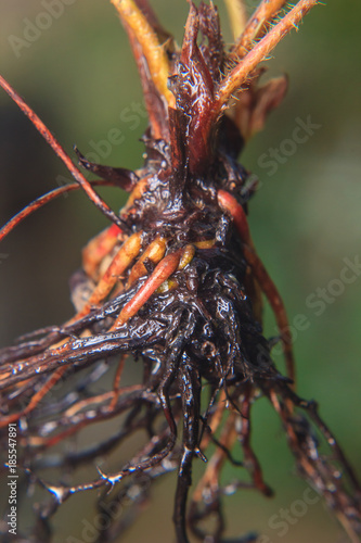 close up of bare root strawberry plant