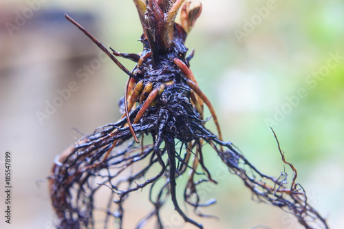 close up of bare root strawberry plant