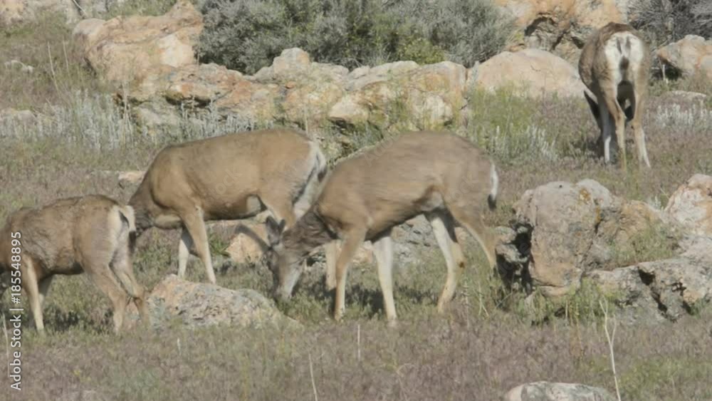 Mule Deer Mule Deer