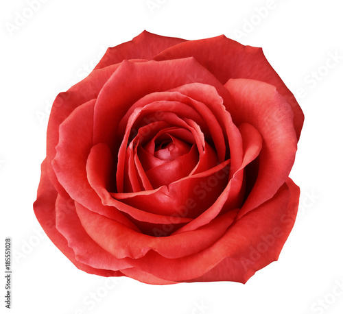 Fototapeta Naklejka Na Ścianę i Meble -  Red rose on a white isolated background with clipping path.  no shadows. Closeup. For design, texture, borders, frame, background.  Nature.